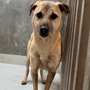基隆市待認養狗 混種犬