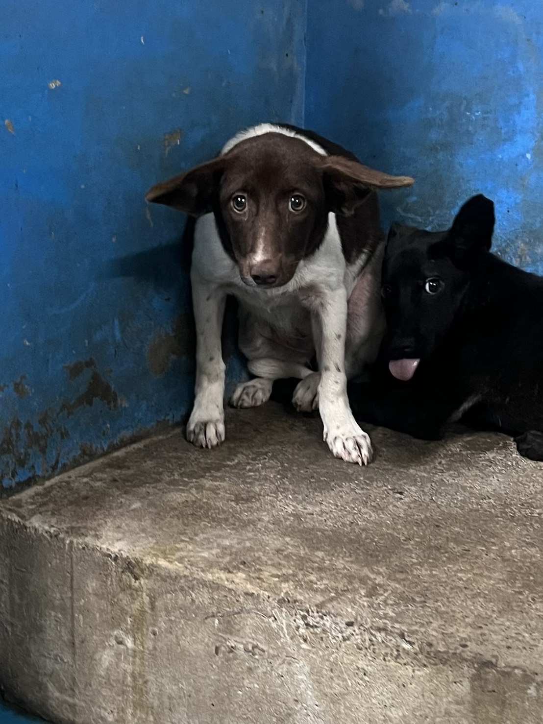 苗栗縣待認養狗 混種犬