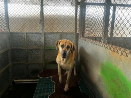 桃園市待認養狗｜混種犬｜黃色｜公
