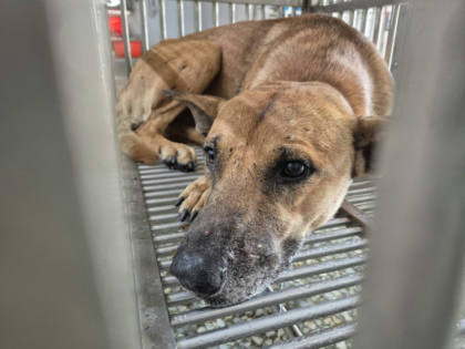 台南市待認養狗｜混種犬｜黃色｜公