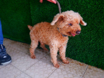 南投縣待認養狗｜貴賓犬｜咖啡色｜公