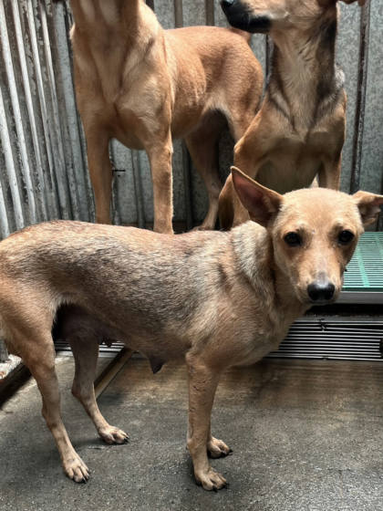 彰化縣待認養狗｜混種犬｜黃色｜母