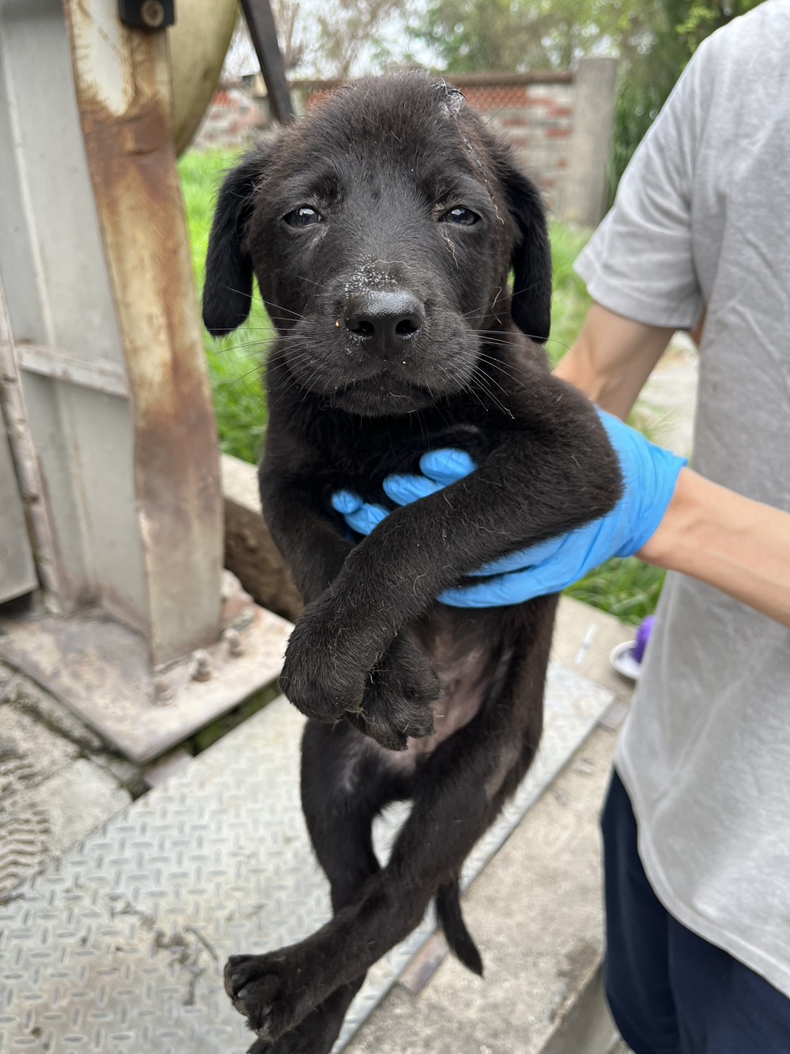 彰化縣待認養狗 混種犬