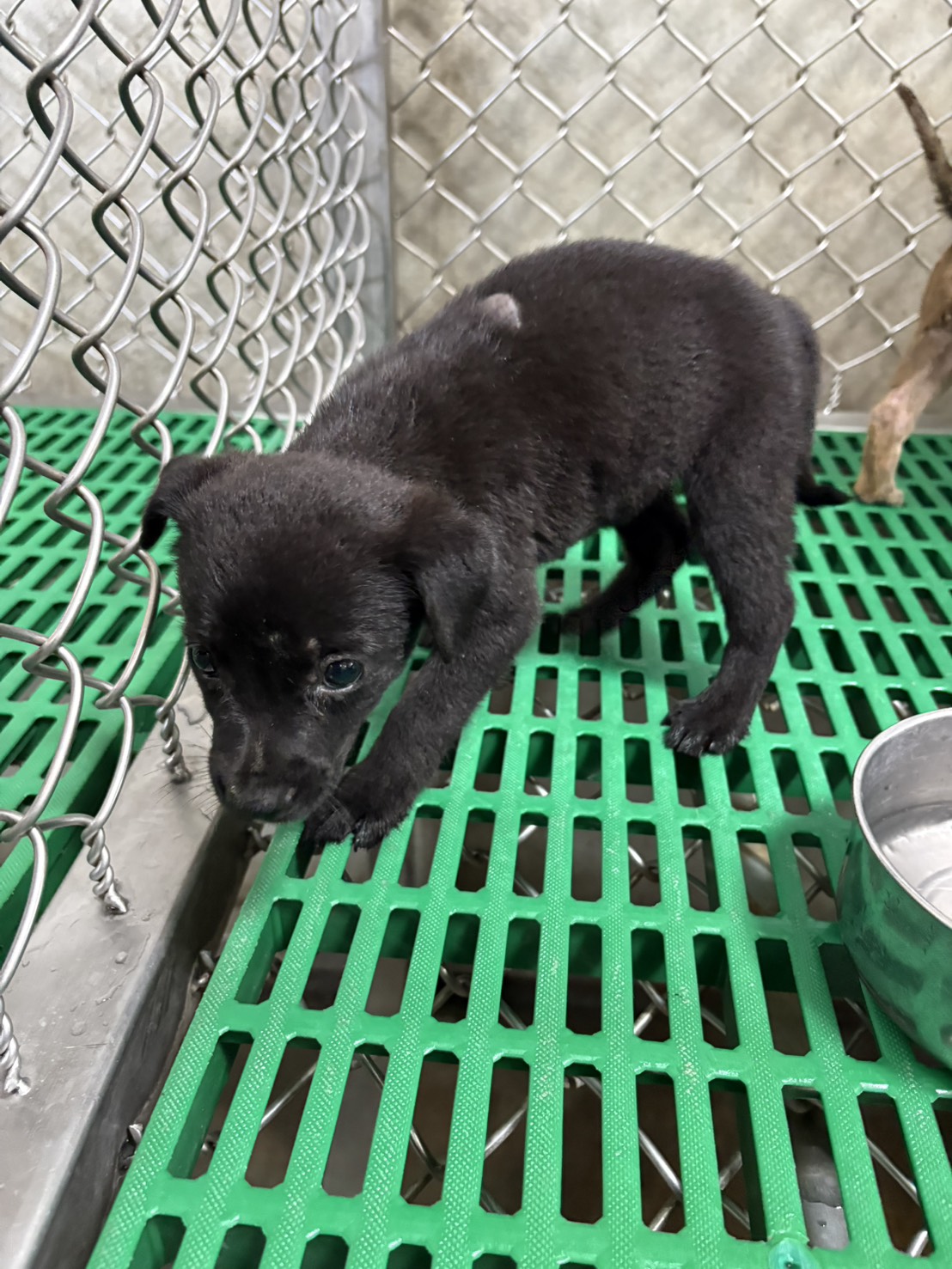 台東縣待認養狗 混種犬
