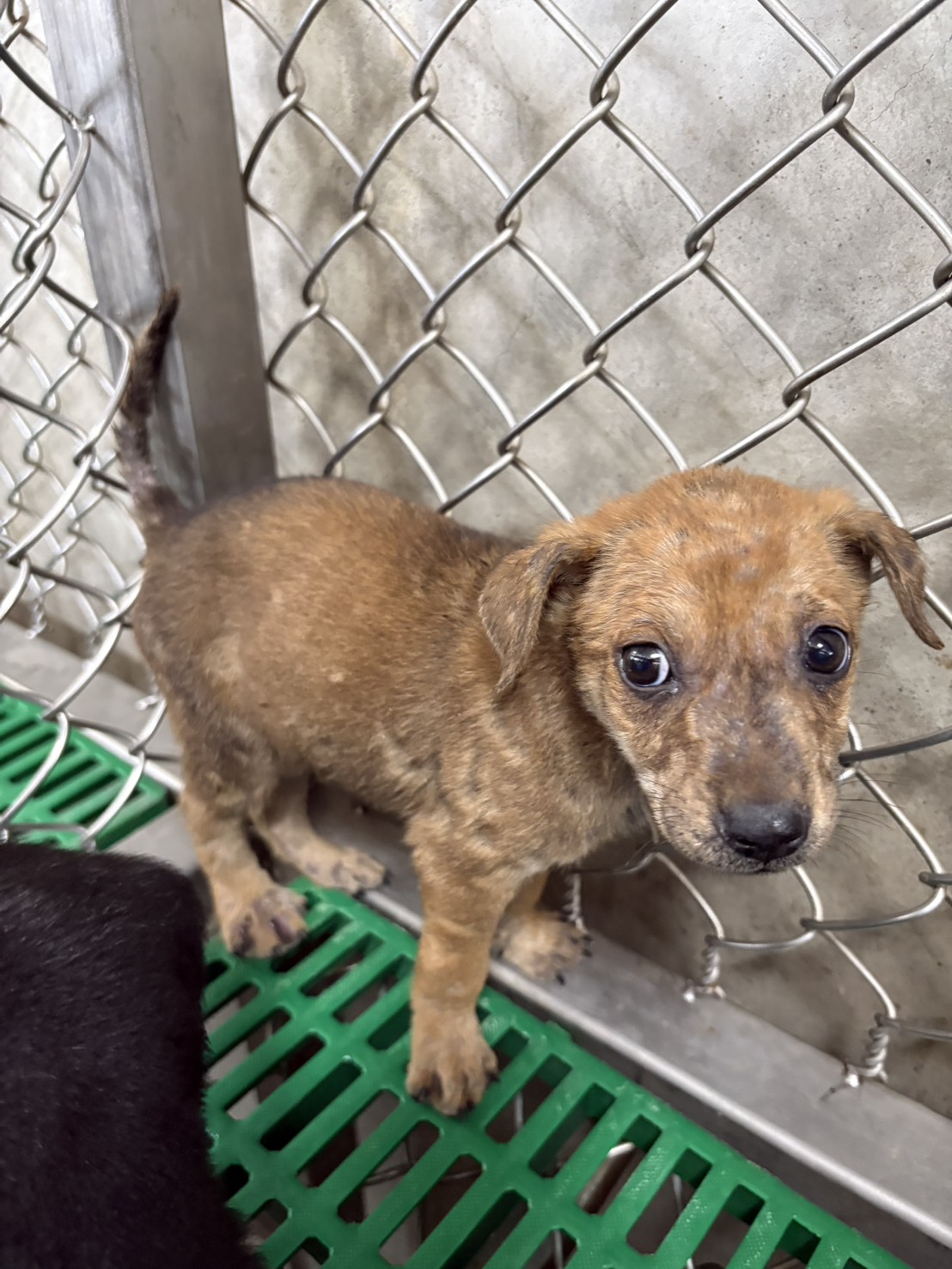 台東縣待認養狗 混種犬