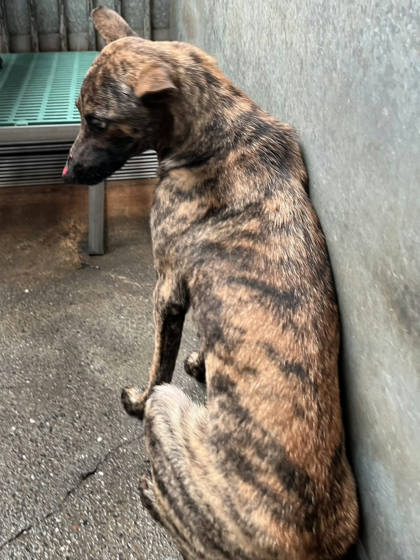 彰化縣待認養狗｜混種犬｜虎斑色｜母