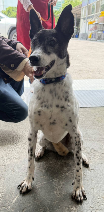新北市待認養狗｜混種犬｜黑白色｜母