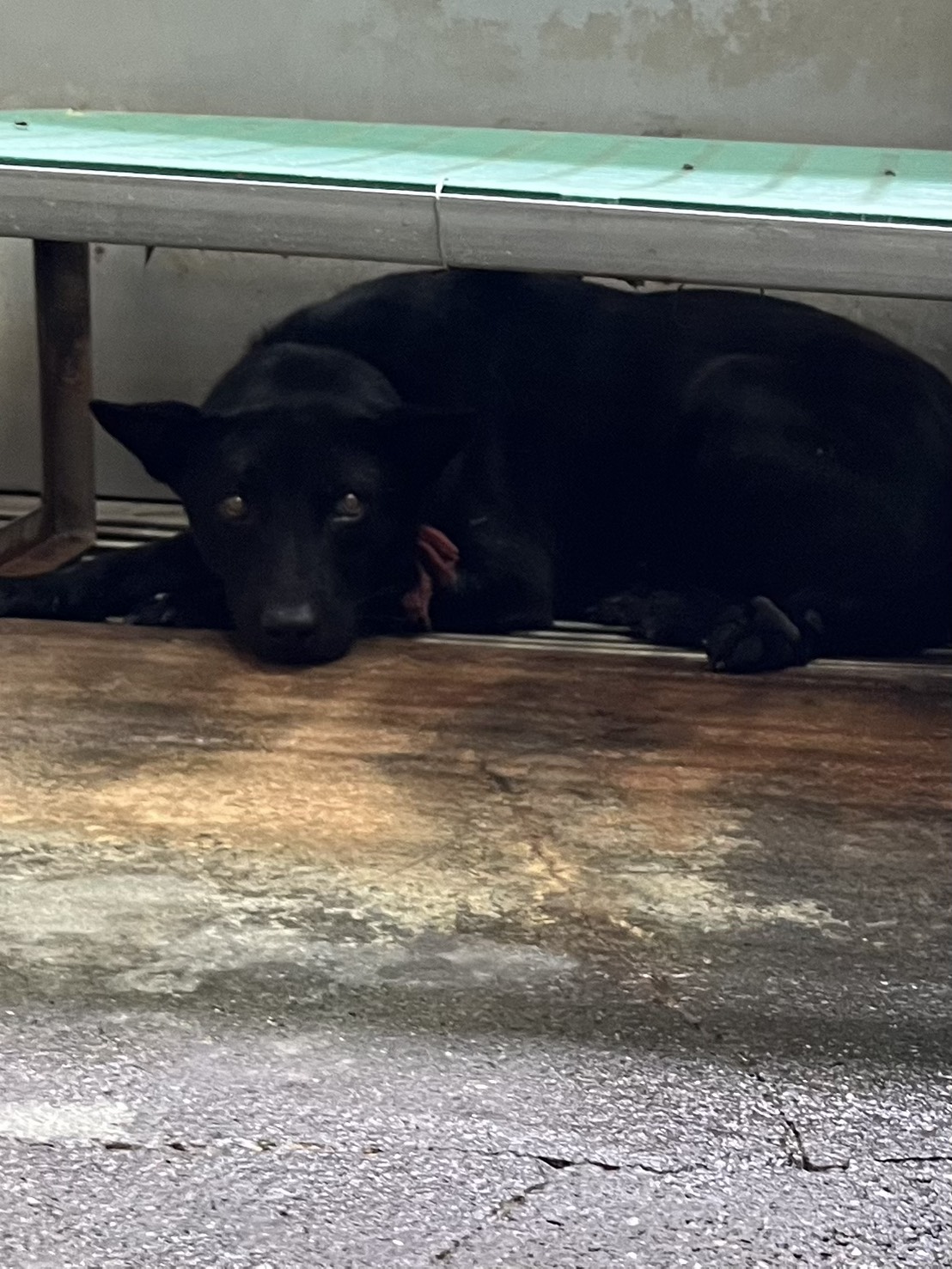 彰化縣待認養狗 混種犬