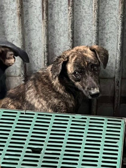 彰化縣待認養狗｜混種犬｜虎斑色｜母