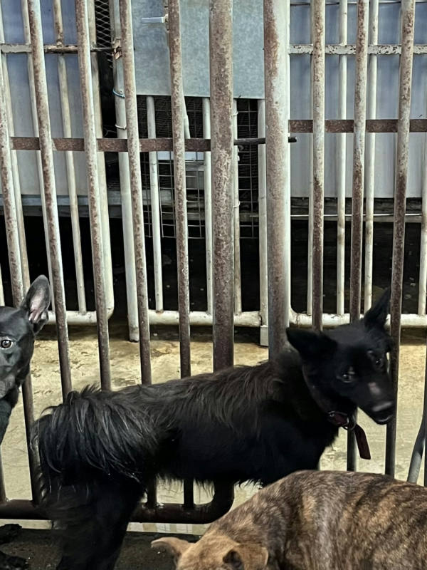 彰化縣待認養狗 混種犬