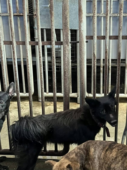 彰化縣待認養狗｜混種犬｜黑色｜母