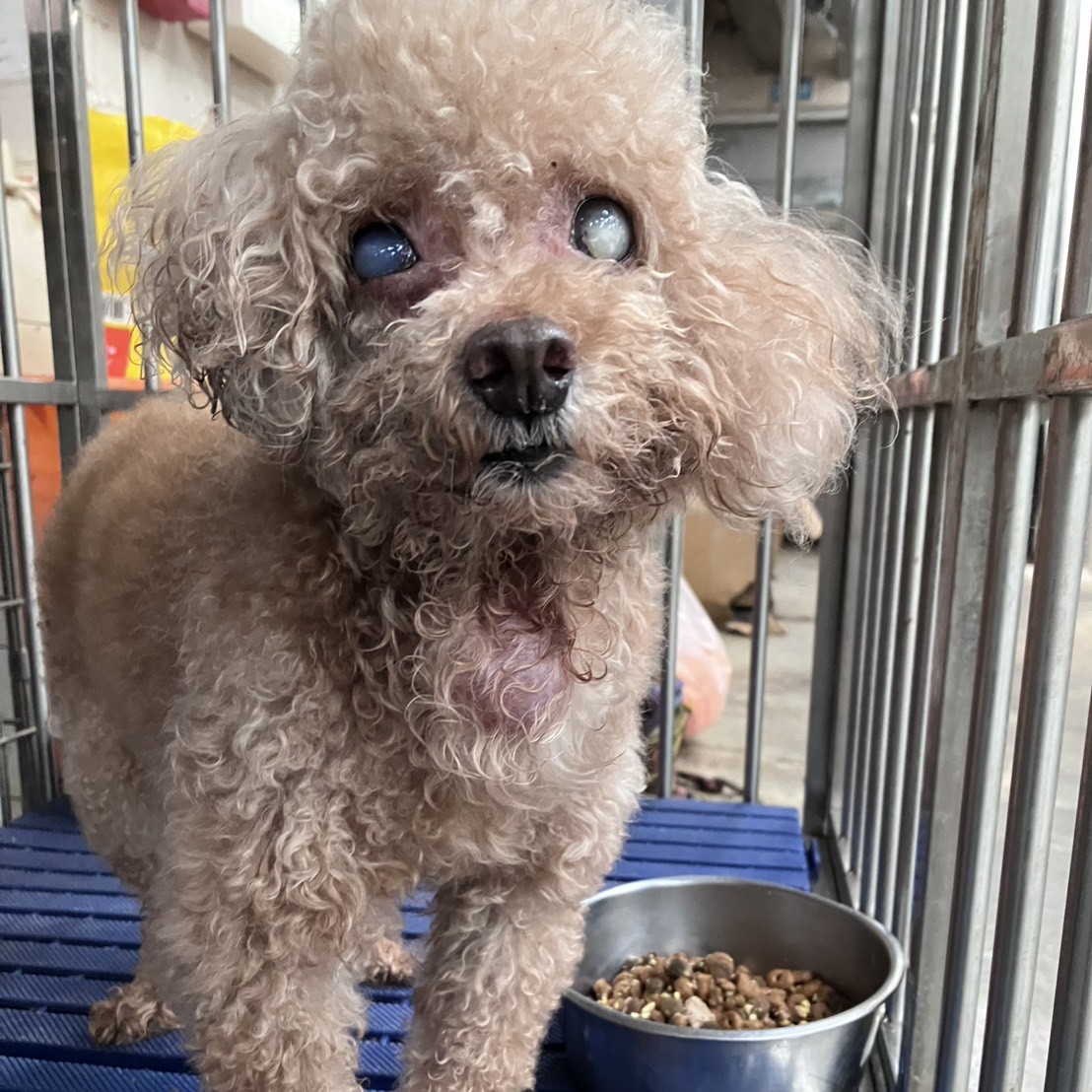 新北市待認養狗 貴賓犬
