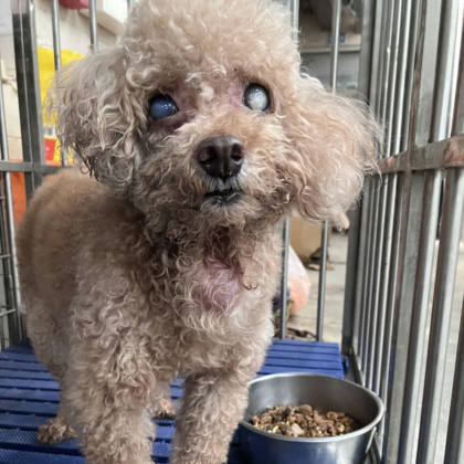 新北市待認養狗｜貴賓犬｜咖啡色｜公