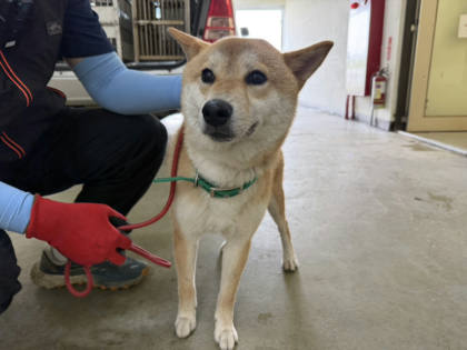 桃園市待認養狗｜柴犬｜黃白色｜公