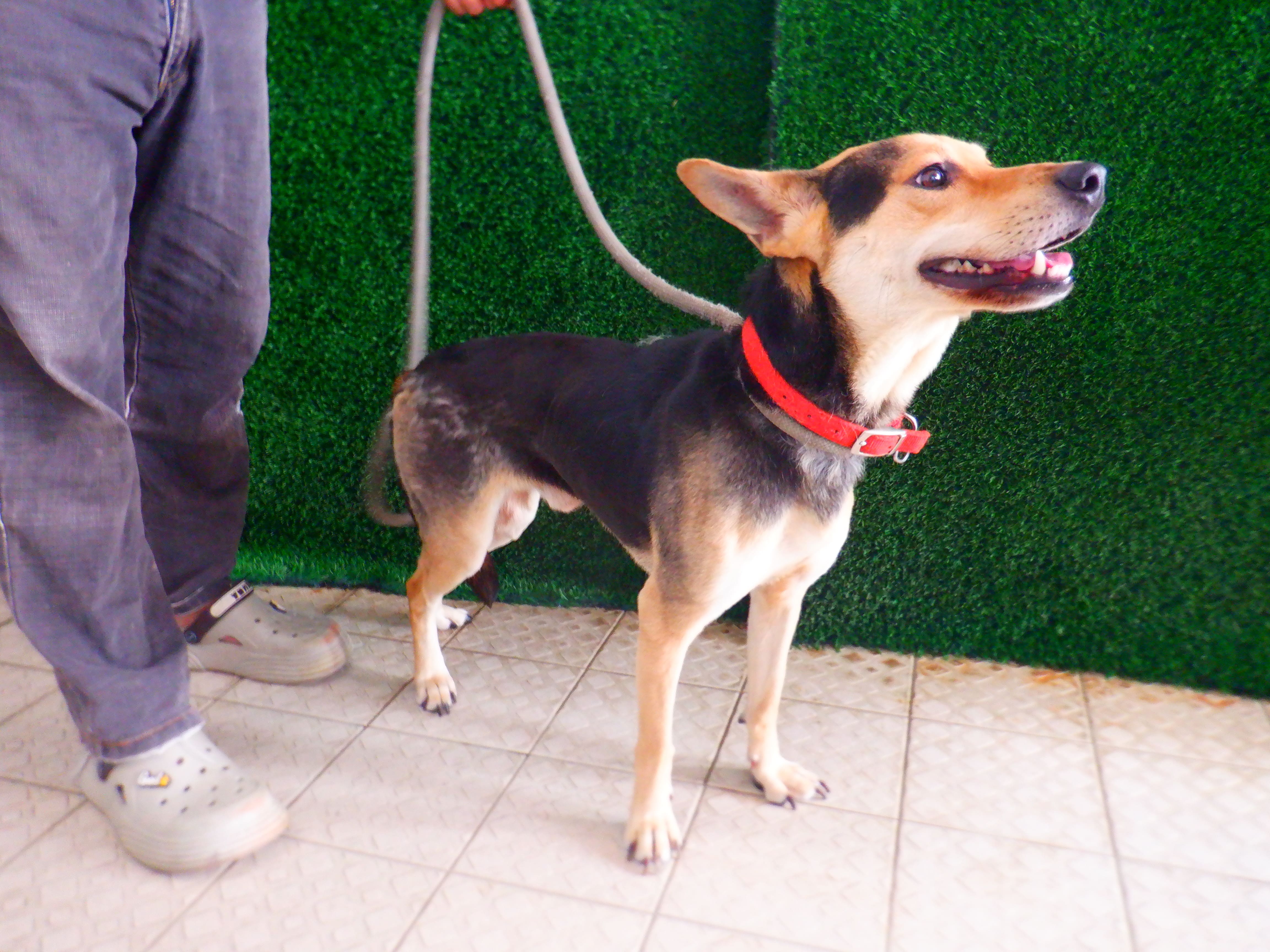 南投縣待認養狗 混種犬