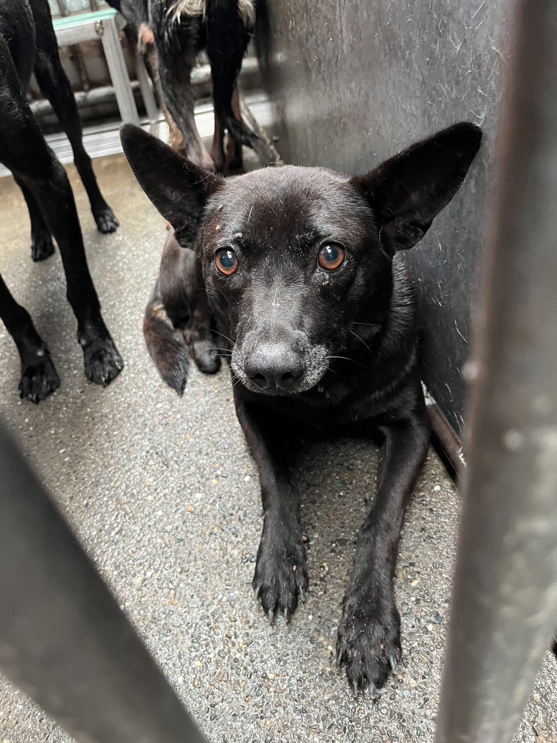 彰化縣待認養狗 混種犬