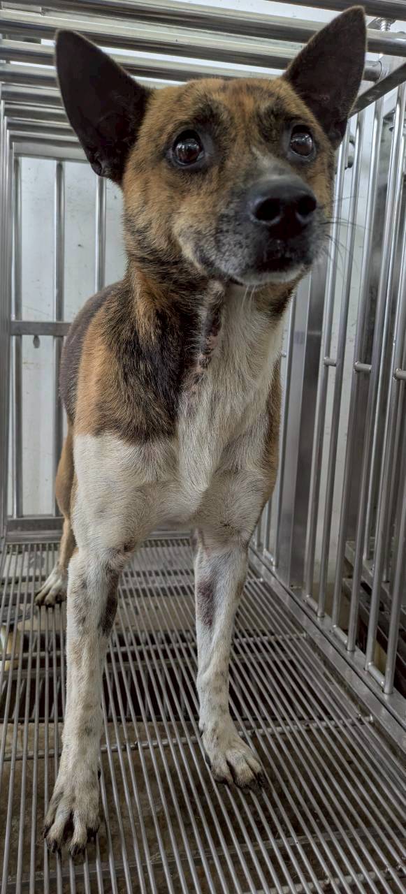 花蓮縣待認養狗 混種犬