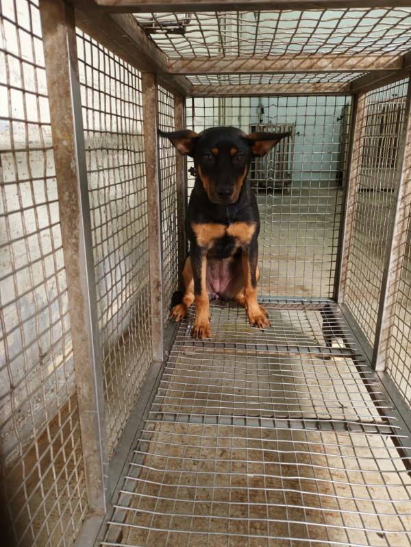 嘉義縣待認養狗 混種犬