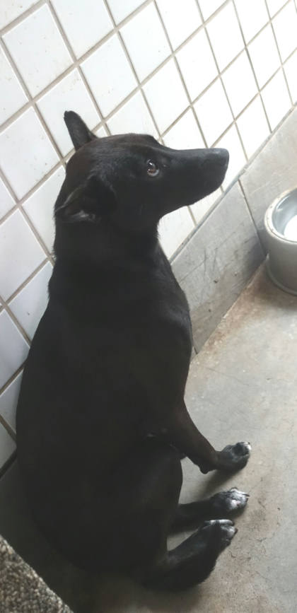 宜蘭縣待認養狗｜混種犬｜黑色｜母