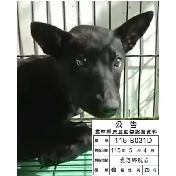 雲林縣待認養狗 混種犬