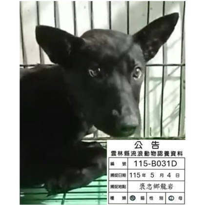 雲林縣待認養狗｜混種犬｜黑色｜公