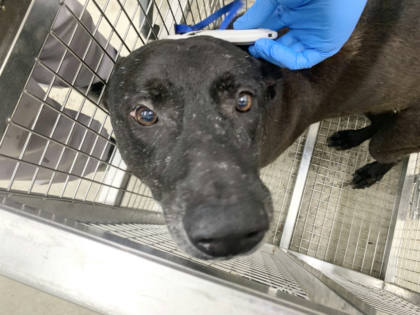 台北市待認養狗｜混種犬｜黑色｜公