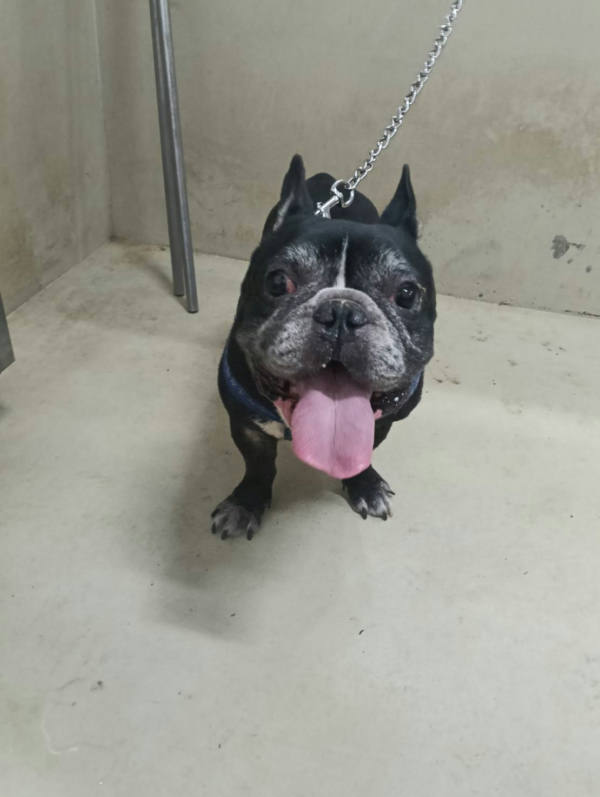 嘉義市待認養狗 法國鬥牛犬