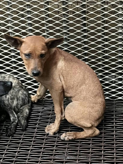 彰化縣待認養狗｜混種犬｜黃色｜母