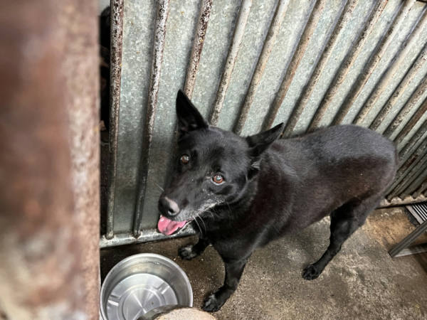 彰化縣待認養狗 混種犬