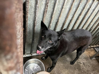 彰化縣待認養狗｜混種犬｜黑色｜母