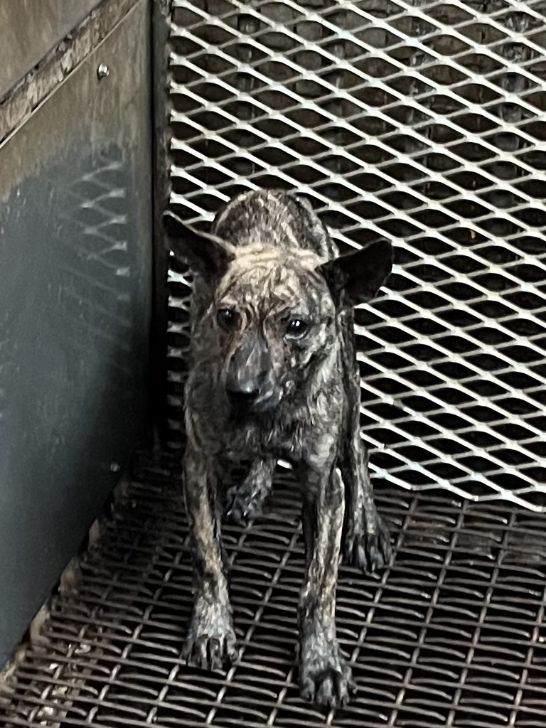 彰化縣待認養狗 混種犬