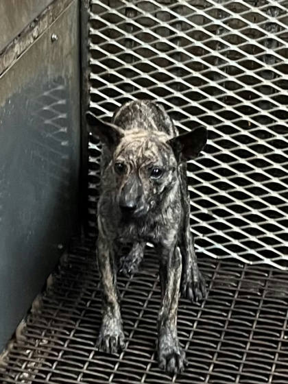 彰化縣待認養狗｜混種犬｜虎斑色｜公