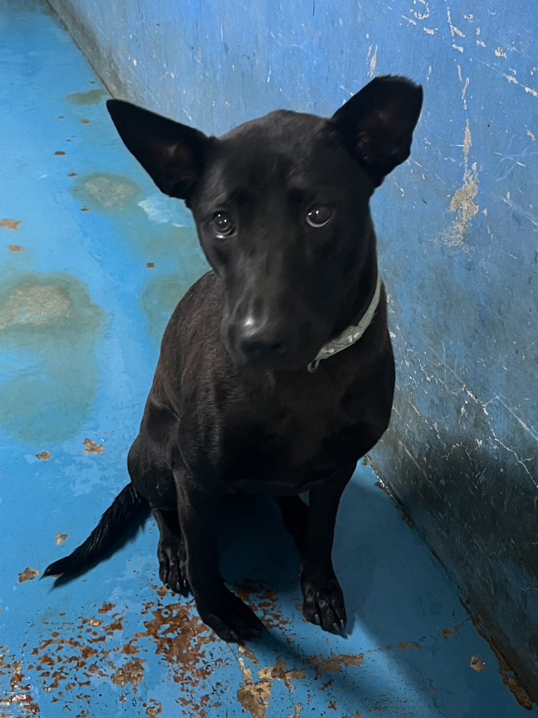 苗栗縣待認養狗 混種犬
