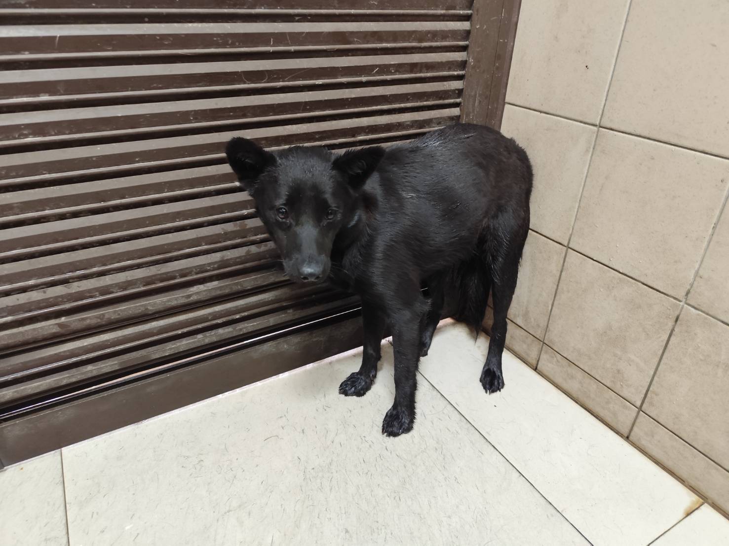 高雄市待認養狗 混種犬