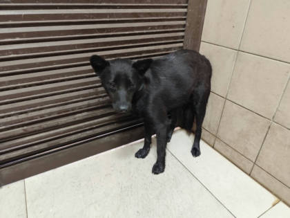高雄市待認養狗｜混種犬｜黑色｜母
