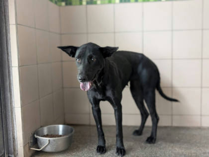 高雄市待認養狗｜混種犬｜黑色｜母