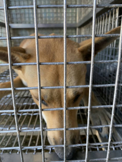台南市待認養狗｜混種犬｜黃色｜母