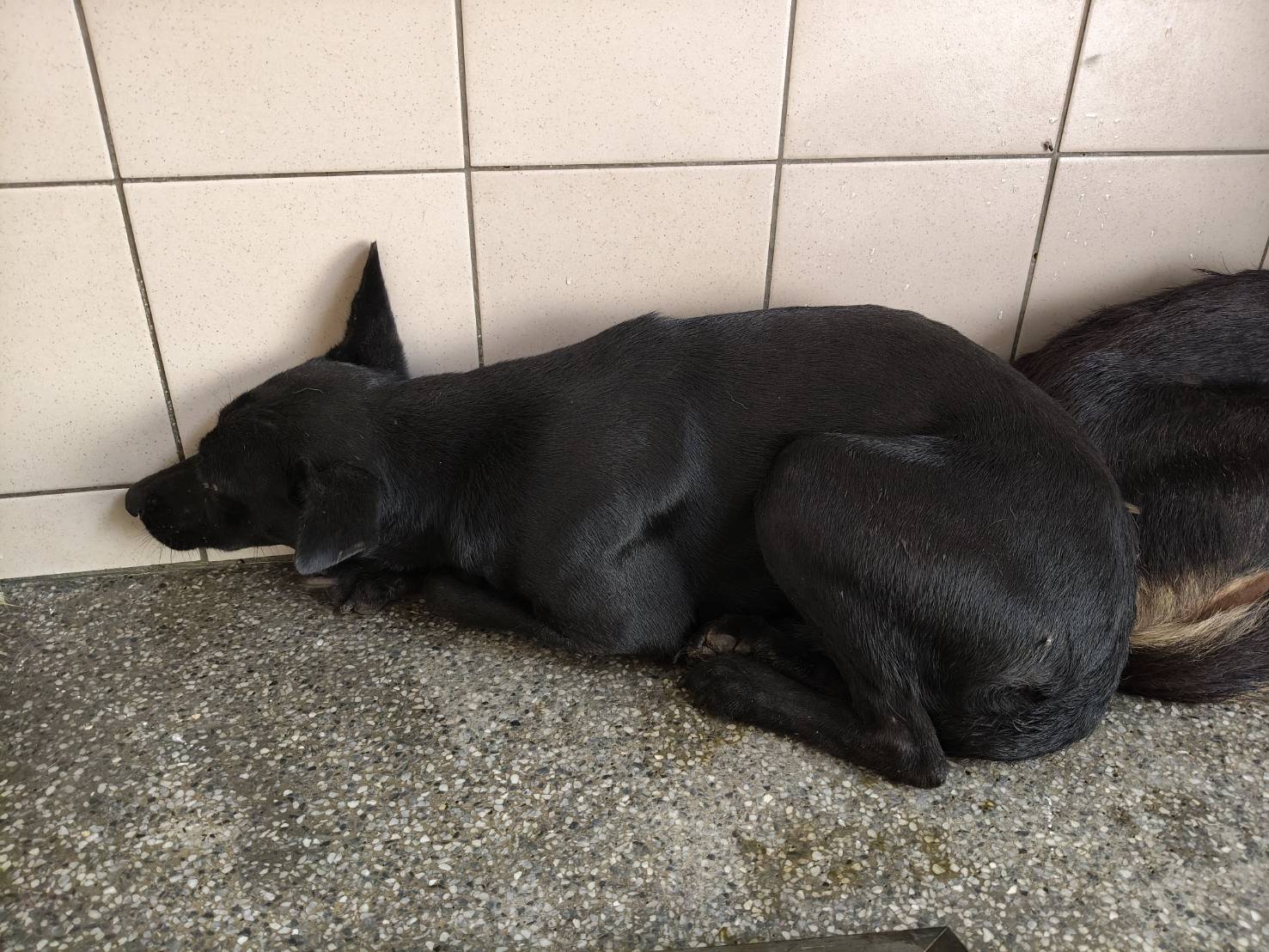 高雄市待認養狗 混種犬