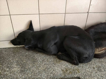 高雄市待認養狗｜混種犬｜黑色｜母