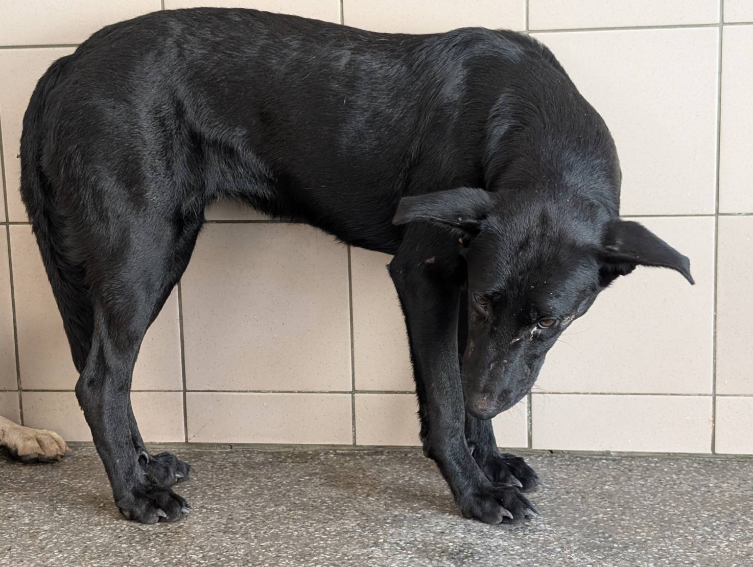 高雄市待認養狗 混種犬