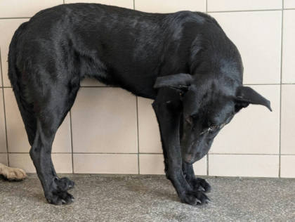 高雄市待認養狗｜混種犬｜黑色｜母