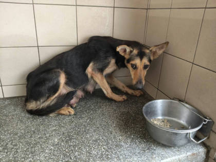 高雄市待認養狗｜混種犬｜黑色｜母