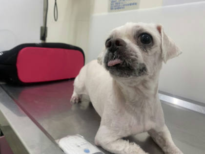 台北市待認養狗｜瑪爾濟斯犬｜白色｜公
