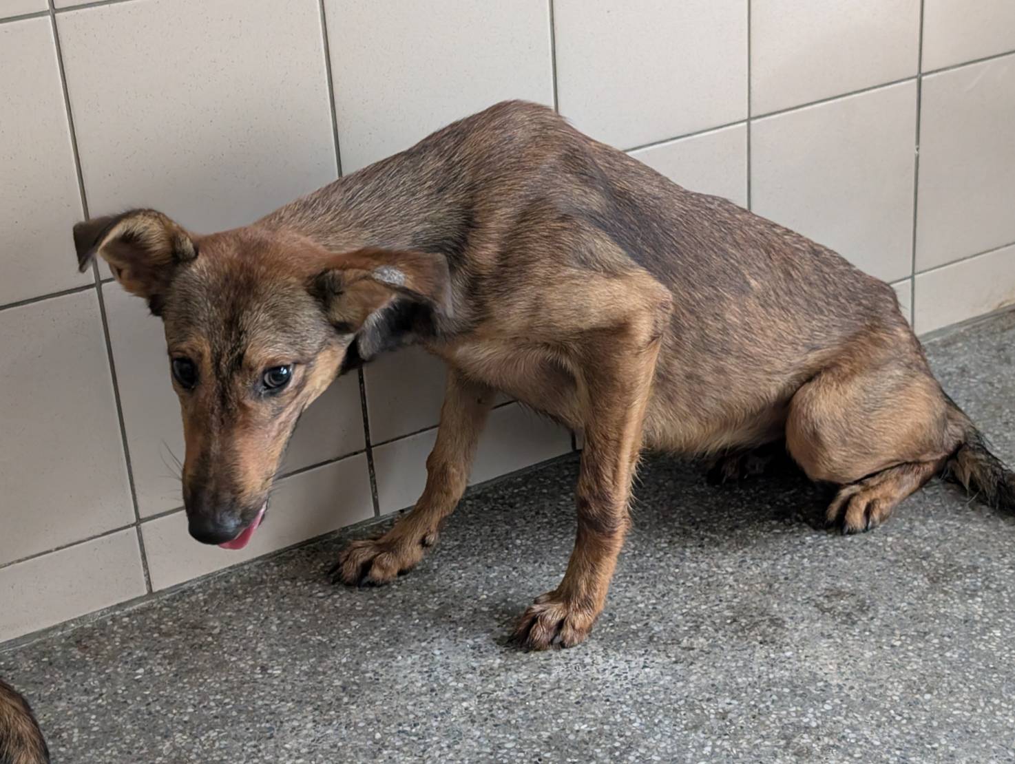 高雄市待認養狗 混種犬