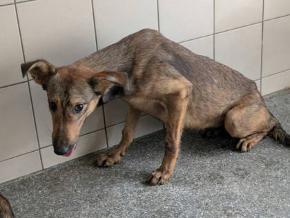 高雄市待認養狗｜混種犬｜黃色｜母