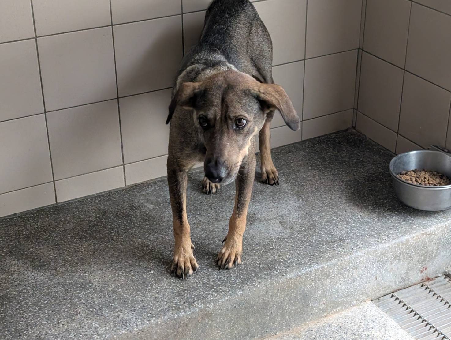 高雄市待認養狗 混種犬