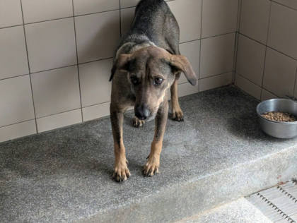 高雄市待認養狗｜混種犬｜灰色｜母