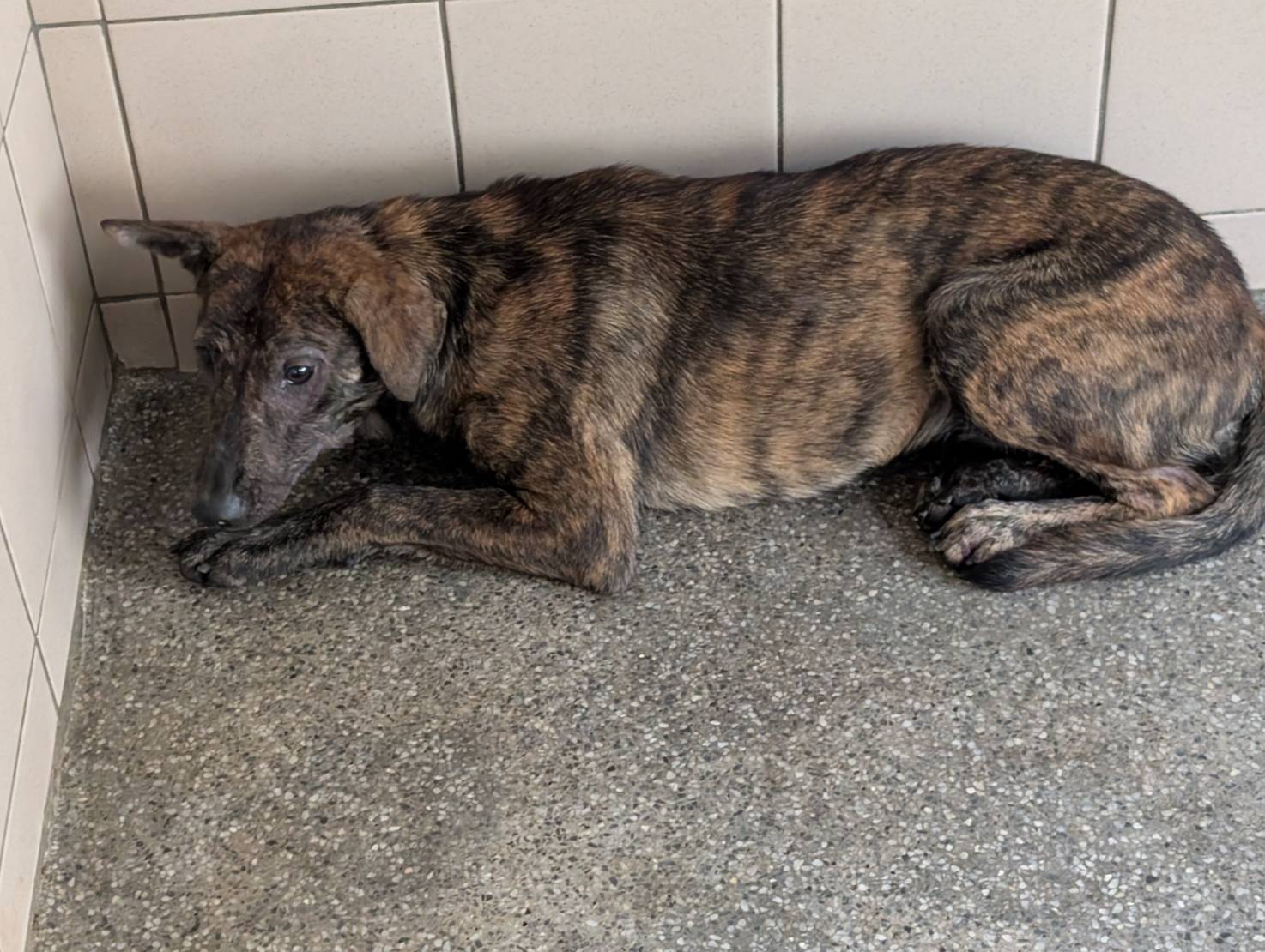 高雄市待認養狗 混種犬