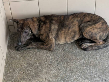 高雄市待認養狗｜混種犬｜虎斑色｜母