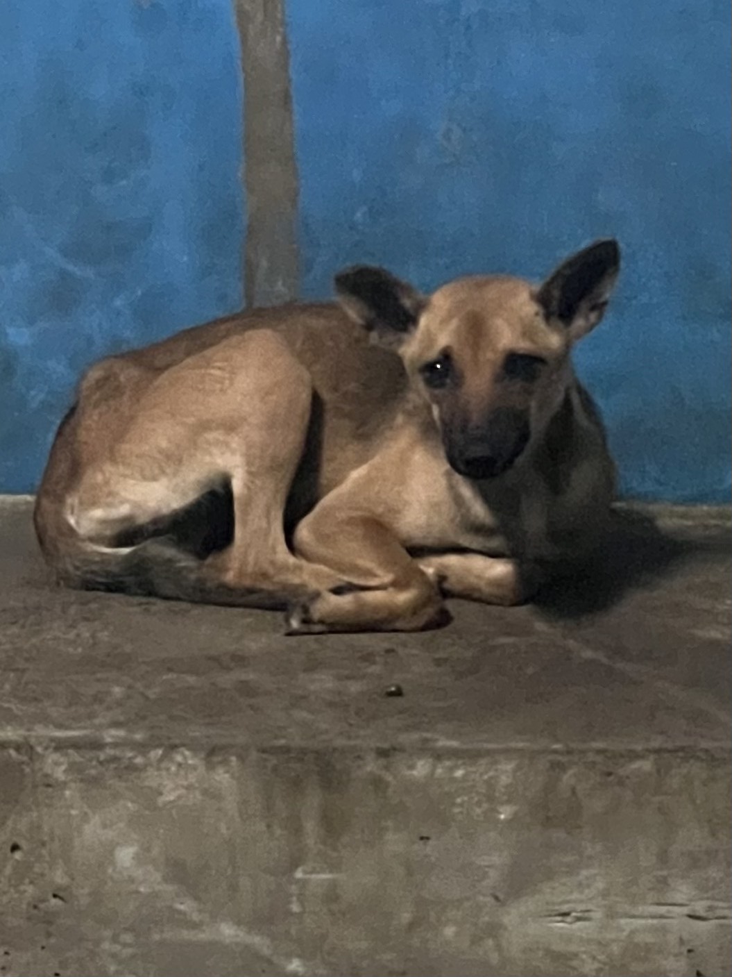 苗栗縣待認養狗 混種犬